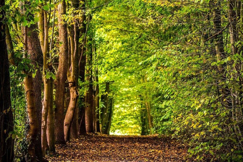 Carbon Planet Limited - Forest Pathways