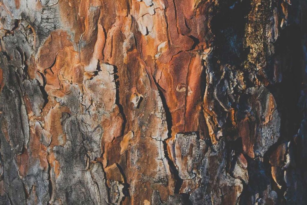 Carbon Planet Limited - Sandalwood Bark