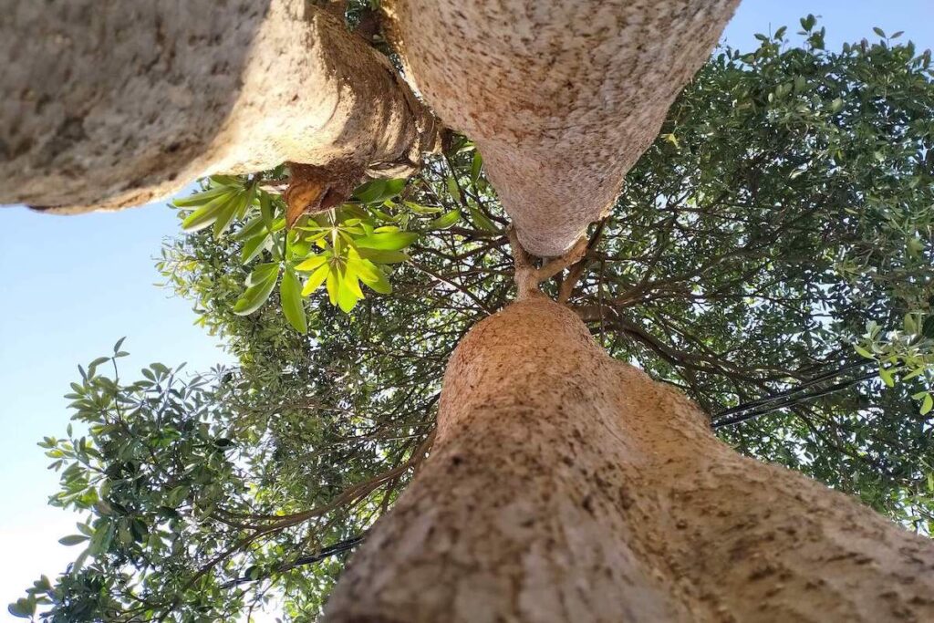 Carbon Planet Limited - Tall Trees