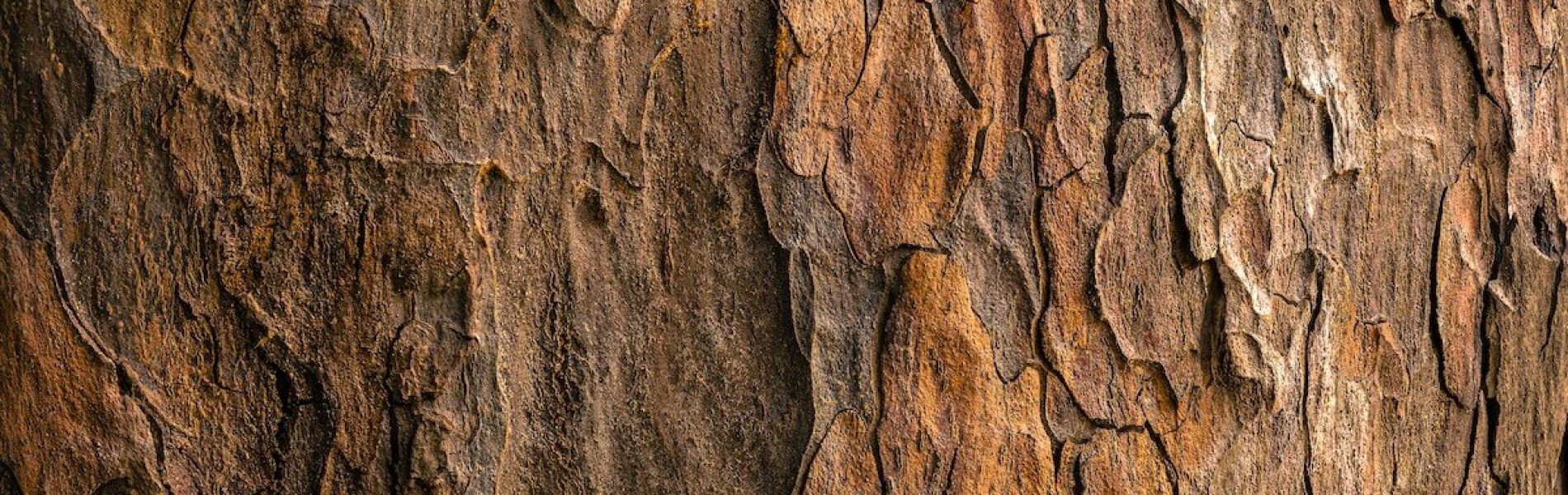 Carbon Planet - Sandalwood Bark