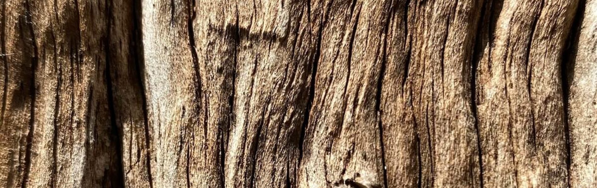 Carbon Planet - Teak Bark